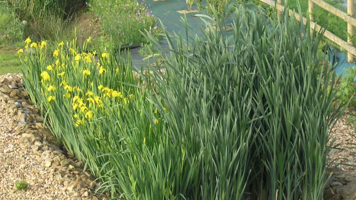 Iris pseudoacorus, Lythrum salicaria (salicaires), Carex acutiformis et plantain d'eau : 