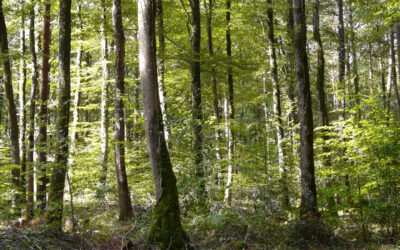 Un nouveau référentiel FSC