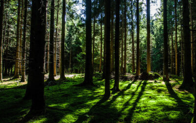 Encourager le débroussaillement