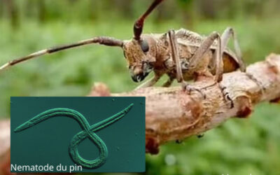 Nématode du pin